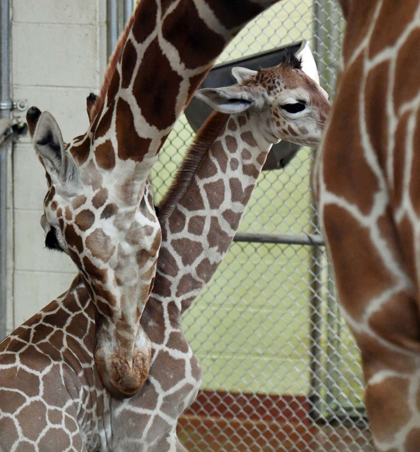 070819-news-giraffe 31.JPG